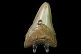 3.15" Fossil Megalodon Tooth - North Carolina - #130076-2